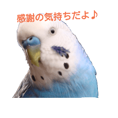 Lineスタンプ セキセイインコ の完全一覧 全1000種類